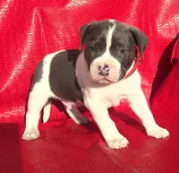 "SNOOP DOGG" BLUE NOSE, a male American Bully for sale in Newark, NJ – Photo 1 of 10