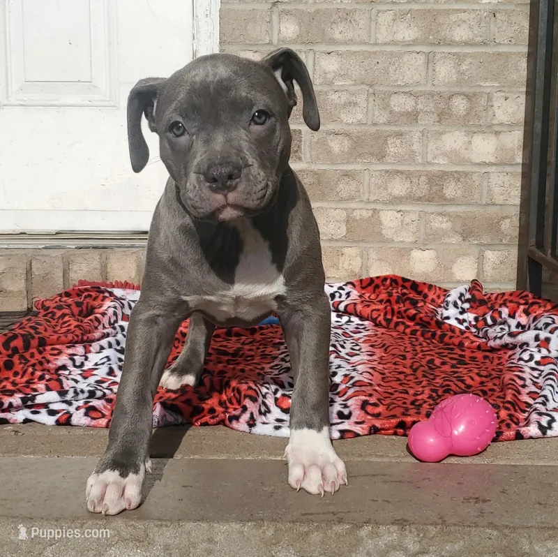 "SNOOP DOGG" BLUE NOSE – American Bully puppy for sale in Newark, NJ
