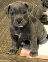 "SNOOP DOGG" BLUE NOSE, a male American Bully for sale in Newark, NJ – Photo 3 of 5