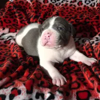 "SNOOP DOGG" BLUE NOSE, a male American Bully for sale in Newark, NJ – Photo 5 of 7