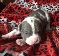 "BIGGIE SMALLZ" BLUE NOSE, a male American Bully for sale in New York, NY – Photo 8 of 10