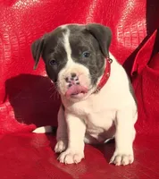 "SNOOP DOGG" BLUE NOSE, a male American Bully for sale in Newark, NJ – Photo 2 of 10