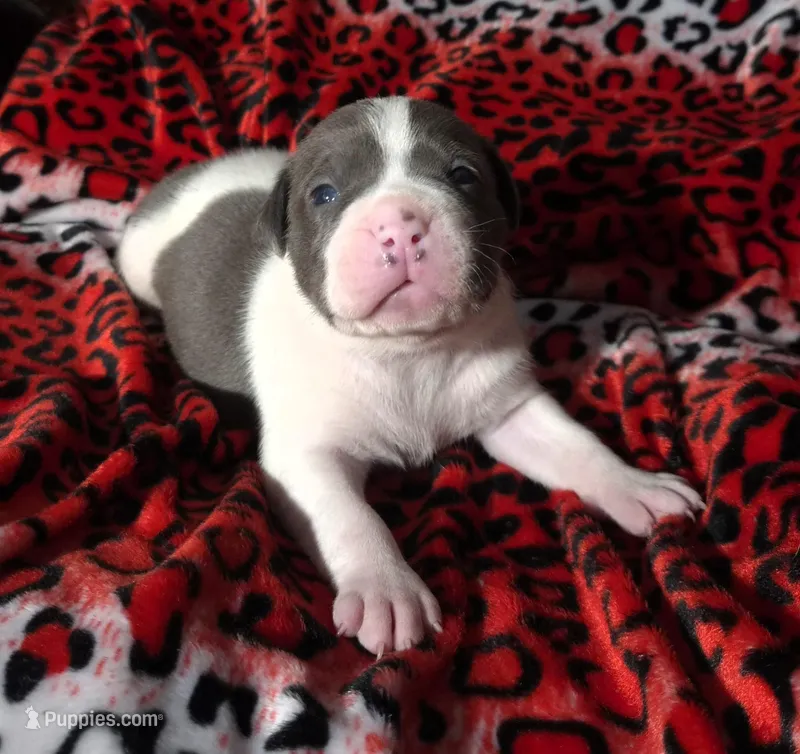 "SNOOP DOGG" BLUE NOSE