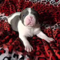 "SNOOP DOGG" BLUE NOSE, a male American Bully for sale in Newark, NJ – Photo 1 of 7