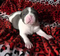 "SNOOP DOGG" BLUE NOSE, a male American Bully for sale in New York, NY – Photo 1 of 7