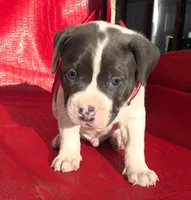 "SNOOP DOGG" BLUE NOSE, a male American Bully for sale in Newark, NJ – Photo 6 of 10