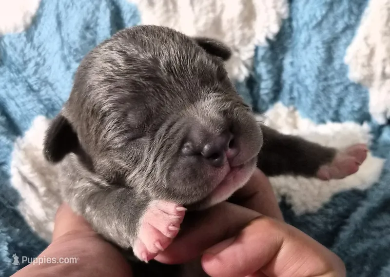 "BIGGIE SMALLZ" BLUE NOSE – American Bully, American Pit Bull Terrier puppy for sale in Newark, NJ