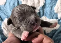 "BIGGIE SMALLZ" BLUE NOSE, a male American Bully and American Pit Bull Terrier for sale in Newark, NJ – 1 of 9