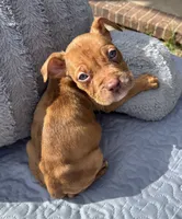 "LUDARIS" LILAC QUAD MERLE, a male American Bully and American Pit Bull Terrier for sale in Newark, NJ – 2 of 7
