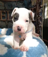 "THA ROCK" WHITE MERLE, a male American Bully for sale in Newark, NJ – 5 of 10