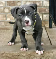 "AALIYAH" BLUE NOSE, a female American Bully for sale in Newark, NJ – 2 of 7