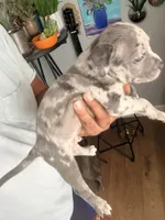 "50 CENT" BLUE MERLE, a male American Bully for sale in Newark, NJ – 3 of 7