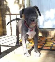 "DMX" (LAST 1) BLUE NOSE / BLUE EYES, a male American Bully and American Pit Bull Terrier for sale in Newark, NJ – 4 of 10