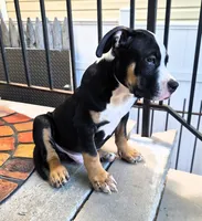 "BIGGIE SMALLZ" BLACK TRI, a female American Bully and American Pit Bull Terrier for sale in Newark, NJ – 3 of 7