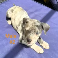 "JAY Z" BLUE MERLE, a male American Bully for sale in Newark, NJ – 2 of 9