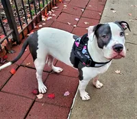 "SOFIA VERGARA", a male American Bully for sale in Newark, NJ – 10 of 10