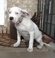 "HALLE BERRY"  WHITE MERLE, a female American Bully and American Pit Bull Terrier for sale in Newark, NJ – 6 of 8