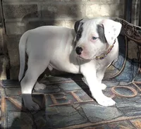 "THA ROCK" WHITE MERLE, a male American Bully for sale in Newark, NJ – 5 of 9