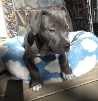 "DMX" (LAST 1) BLUE NOSE / BLUE EYES, a male American Bully and American Pit Bull Terrier for sale in Newark, NJ – 8 of 10
