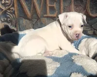 "DOLLY PARTON" WHITE MERLE BLUE EYES, a female American Bully for sale in Newark, NJ – 5 of 10