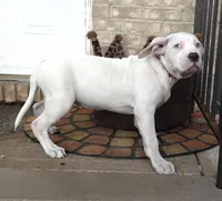 "HALLE BERRY"  WHITE MERLE, a female American Bully and American Pit Bull Terrier for sale in Newark, NJ – 5 of 8