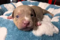 "BRAD PITT"  LILAC TRI COLOR / UKC REGISTERED, a male American Bully for sale in Newark, NJ – 1 of 10