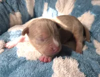 "BRAD PITT"  UKC REGISTERED, a male American Bully for sale in Newark, NJ – 4 of 10
