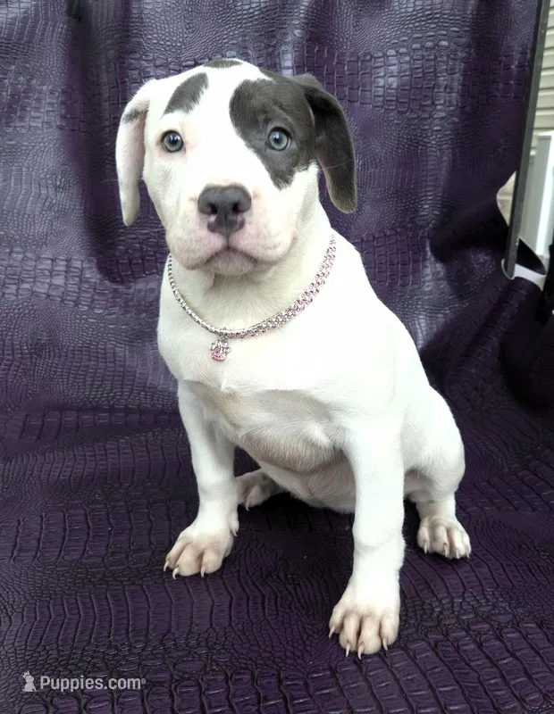 "HALLE BERRY" WHITE  BLUE PATCHES  – American Bully, American Pit Bull Terrier puppy for sale in Newark, NJ