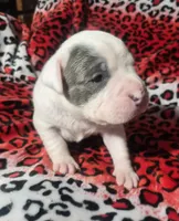 "BRAD PITT" WHITE  BLUE PATCHES , a male American Bully and American Pit Bull Terrier for sale in New York, NY – Photo 2 of 10
