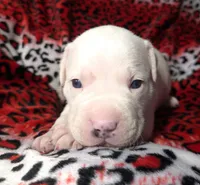 "MEGAN FOX" WHITE  BLUE PATCHES , a female American Bully and American Pit Bull Terrier for sale in Newark, NJ – Photo 2 of 10