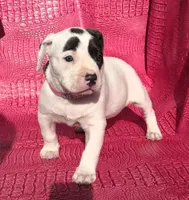 "HALLE BERRY" WHITE  BLUE PATCHES , a female American Bully and American Pit Bull Terrier for sale in Newark, NJ – Photo 6 of 10