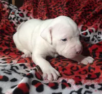 "MEGAN FOX" WHITE  BLUE PATCHES , a female American Bully and American Pit Bull Terrier for sale in Newark, NJ – Photo 7 of 10