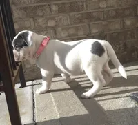 "HALLE BERRY" WHITE  BLUE PATCHES , a female American Bully and American Pit Bull Terrier for sale in Newark, NJ – Photo 8 of 10