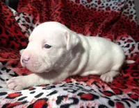 "MEGAN FOX" WHITE  BLUE PATCHES , a female American Bully and American Pit Bull Terrier for sale in Newark, NJ – Photo 6 of 10