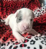 "BRAD PITT" WHITE  BLUE PATCHES , a male American Bully and American Pit Bull Terrier for sale in New York, NY – Photo 3 of 10