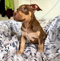 "CIARA" CHOC TRI COLOR, a female American Bully and American Pit Bull Terrier for sale in Newark, NJ – 3 of 5