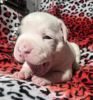 "BRAD PITT" WHITE  BLUE PATCHES , a male American Bully and American Pit Bull Terrier for sale in New York, NY – Photo 5 of 10