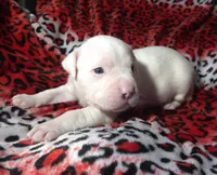 "MEGAN FOX" WHITE  BLUE PATCHES , a female American Bully and American Pit Bull Terrier for sale in Newark, NJ – Photo 4 of 10