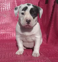 "HALLE BERRY" WHITE  BLUE PATCHES , a female American Bully and American Pit Bull Terrier for sale in Newark, NJ – Photo 1 of 10