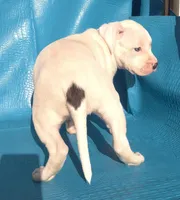 "MEGAN FOX" WHITE  BLUE PATCHES , a female American Bully and American Pit Bull Terrier for sale in Newark, NJ – Photo 5 of 7