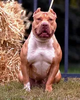 "CIARA" CHOC TRI COLOR, a female American Bully and American Pit Bull Terrier for sale in Newark, NJ – 4 of 5