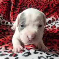 "BRAD PITT" WHITE  BLUE PATCHES , a male American Bully and American Pit Bull Terrier for sale in Newark, NJ – Photo 7 of 10