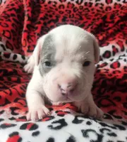 "BRAD PITT" WHITE  BLUE PATCHES , a male American Bully and American Pit Bull Terrier for sale in New York, NY – Photo 7 of 10