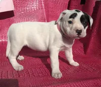 "HALLE BERRY" WHITE  BLUE PATCHES , a female American Bully and American Pit Bull Terrier for sale in Newark, NJ – Photo 2 of 10