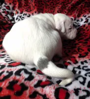 "MEGAN FOX" WHITE  BLUE PATCHES , a female American Bully and American Pit Bull Terrier for sale in Newark, NJ – Photo 8 of 10