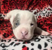 "BRAD PITT" WHITE  BLUE PATCHES , a male American Bully and American Pit Bull Terrier for sale in New York, NY – Photo 6 of 10
