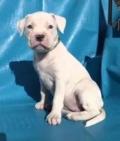 "MEGAN FOX" WHITE  BLUE PATCHES , a female American Bully and American Pit Bull Terrier for sale in Newark, NJ – Photo 2 of 7