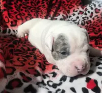 "BRAD PITT" WHITE  BLUE PATCHES , a male American Bully and American Pit Bull Terrier for sale in New York, NY – Photo 4 of 10