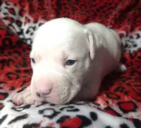 "MEGAN FOX" WHITE  BLUE PATCHES , a female American Bully and American Pit Bull Terrier for sale in Newark, NJ – Photo 5 of 10