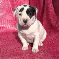 "HALLE BERRY" WHITE  BLUE PATCHES , a female American Bully and American Pit Bull Terrier for sale in Newark, NJ – Photo 7 of 10